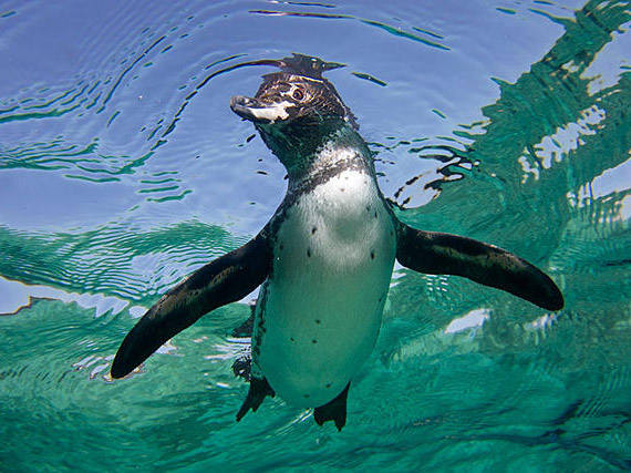 世界上体型最大的企鹅_企鹅类型中体型最大的物种是_企鹅体积最大