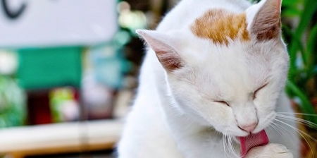 泡泡大作战游戏手机游戏